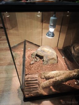 Terárium exo tera - 2