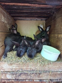 Mladí králíci a samice - 2