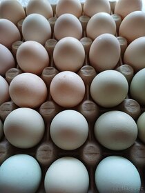 Domácí vajíčka - 2