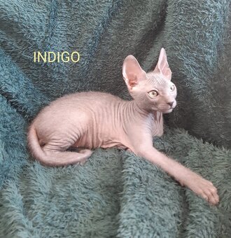 Don Sphynx Kocourky - 2