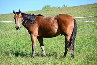 Paint horse valášek - 2