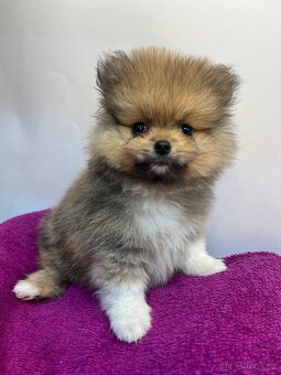 Pomeranian s PP - 2