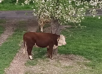 Jalovice Hereford - 2