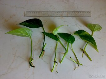 Epipremnum aureum - Scindapsus aureus - zakořeněné řízky - 2