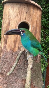 arassari rudokostřecový - Aulacorhynchus haematopygus - 2