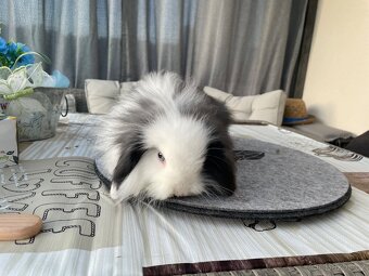 Beránek hřivnatý již k odběru - 2