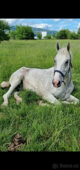 Prodám kobylku ČT, 16let, khv 165cm - 2