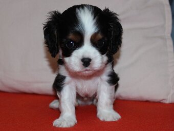 Szczeniaki pieski Cavalier King Charles Spaniel ZKwP FCI - 2