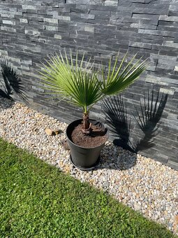 Palma Palmera Abanico - 2