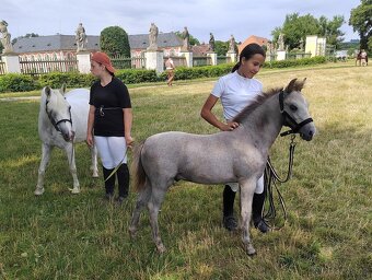 prodej ročního hřebečka Welsh pony, sekce B - 2