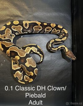 Krajta královská - 2