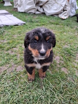 Bernský salašnícky pes šteniatka - 2