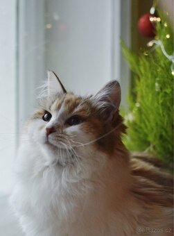 Sibiřská kočka s PP - 2