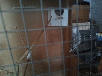 Korela chocholata - 2