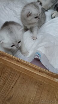 Britská koťátka  s PP - 2