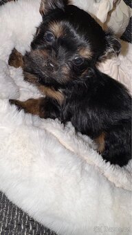 Yorkšírský teriér Mini bez pp - 2