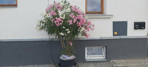 oleandr - dvoubarevný, bílá a růžová, výška 300 cm - 2