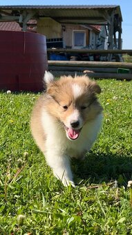 Štěňátka Sheltie/Šeltie bez PP - 2