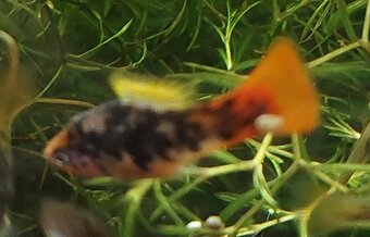 xiphophorus variatus La Laguna - 2