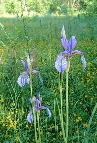 Kosatec sibiřský - Iris siberica 350 semen 50 Kč - 2