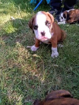 Zlatý pejsek Německý Boxer - 2