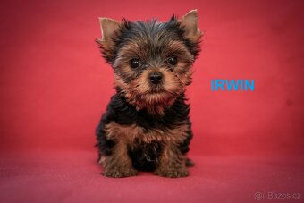 Yorkshire terrier - štěňátka s PP - 2
