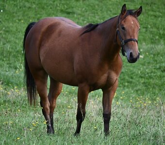 Paint horse valášek - 2