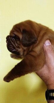 Bordeauxská doga, Dogue de Bordeaux, štěňata - 2