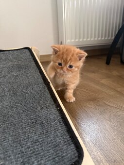 Britská koťata - 2