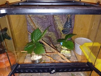 Pakobylka rohatá (strašilka) - 2