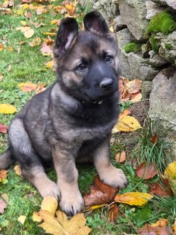 Prodám štěňata německých ovčáků s PP (FCI) - 2