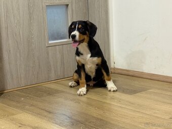 Entlebušsky salašnický pes - štěňátko - 2