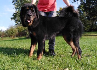 Tibetská doga štěňata s PP (FCI) 2025/26 black and  tan - 2