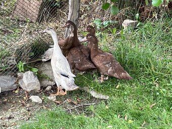 PRODÁM MLADÉ INDICKÉ BEŽCE KRÁSNÝCH BAREV - 2