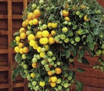 Rajče převislé Tumb Tom červené,žluté, semínka 20ks - 2