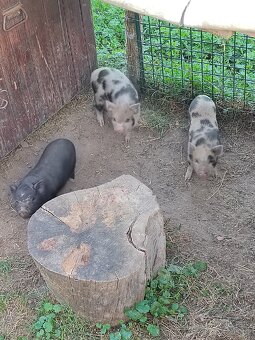 Gottingenské prase, mini prasatko - 2