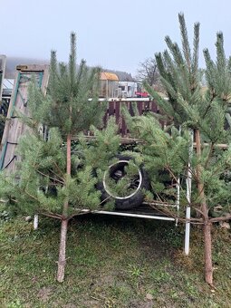 Prodám vánoční stromky - 2