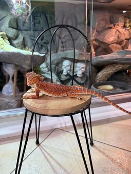 Agama vousatá sameček k prideji - 2