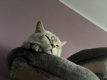 Britský kocour krytí - 2