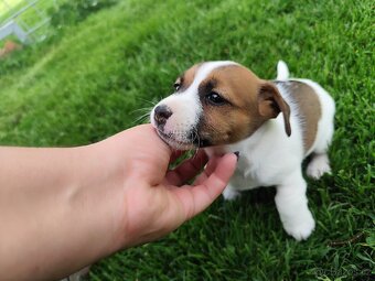 Jack Russell teriér , Jrt - 2