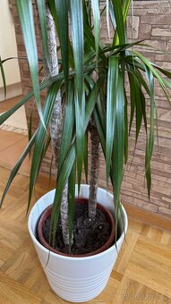ROSTLINA DRACAENA MARGINATA - 2