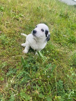 Jorkšírský teriér x Jack Russel bez pp - 2