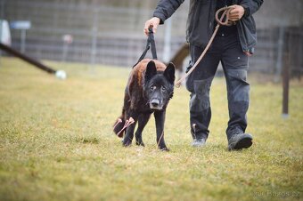 Rex - x Německý ovčák, akutní adopce, 12 let - 2