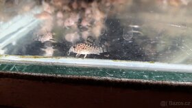 Pancéřníček Štěrbův - Corydoras Sterbai - 2