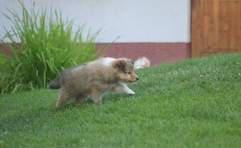 Sheltie - 2