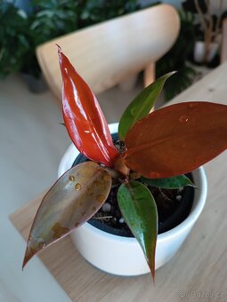 Philodendron Red Sun - 2