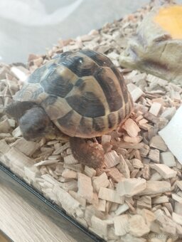Želva zelenavá 🐢 - 2