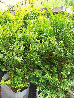 Buxus - 2