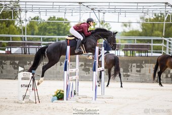 Skoková klisna na prodej - 2