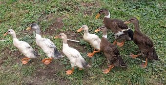 Indický běžec - 2